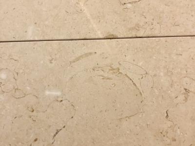 日本化石爱好者在东京车站柱子中意外发现5000万年前螃蟹化石