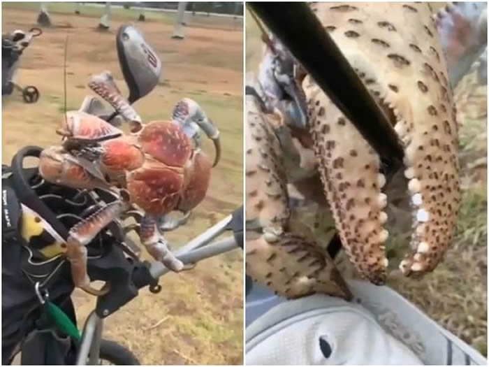 澳洲圣诞岛出现怪物级椰子蟹 巨螯夹断高尔夫球球杆