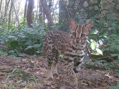海南首次在城区发现二级保护野生动物豹猫种群