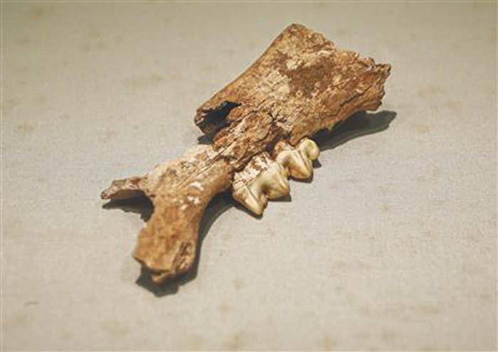 三亚落笔洞出土的华南虎下颌骨及牙齿。 海南日报记者 李天平 摄