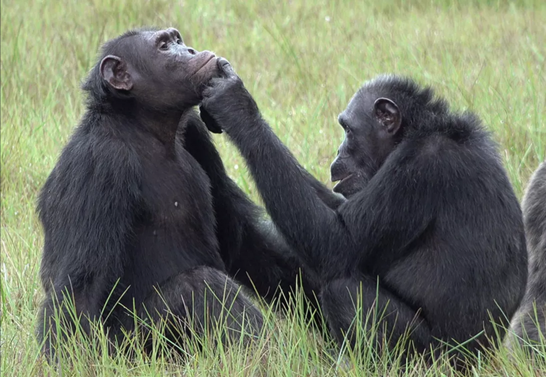 黑猩猩会使用昆虫治疗伤口