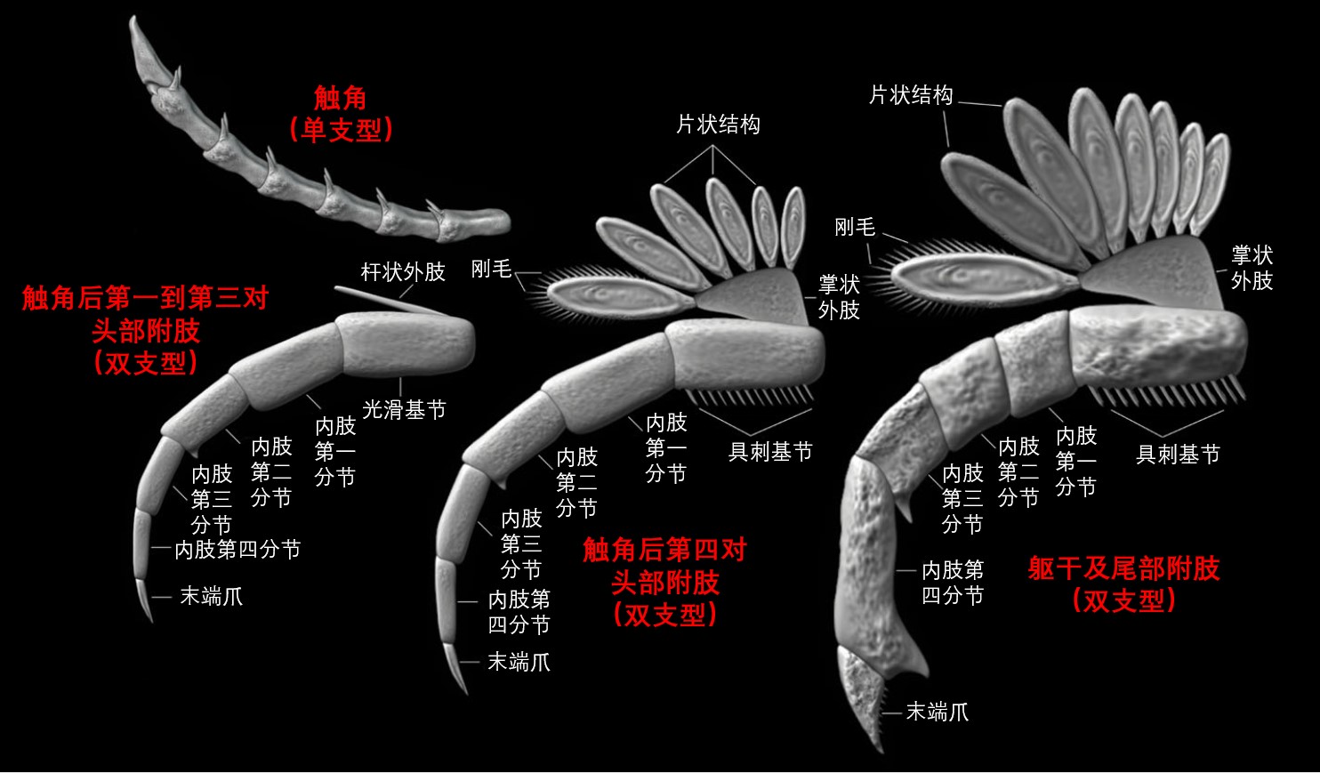 插图4：达子小盾形虫附肢特化情况