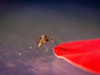 对埃及斑蚊的研究发现 蚊子闻到人类呼出的气体后会朝红、橙、黑、青四种颜色飞过去