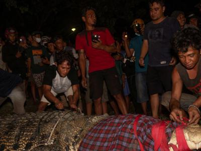 印尼中苏拉威西省帕卢市4公尺长鳄鱼过去6年颈部都套着一个轮胎 现终于被解放