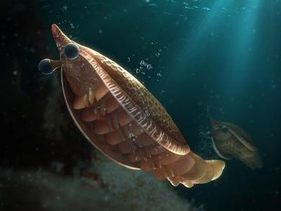云南澄江发现的新“缺失环节”化石揭示节肢动物呼吸系统的起源
