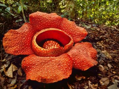 培育全世界最大最臭的大花草绝非易事 印尼植物学家成功了