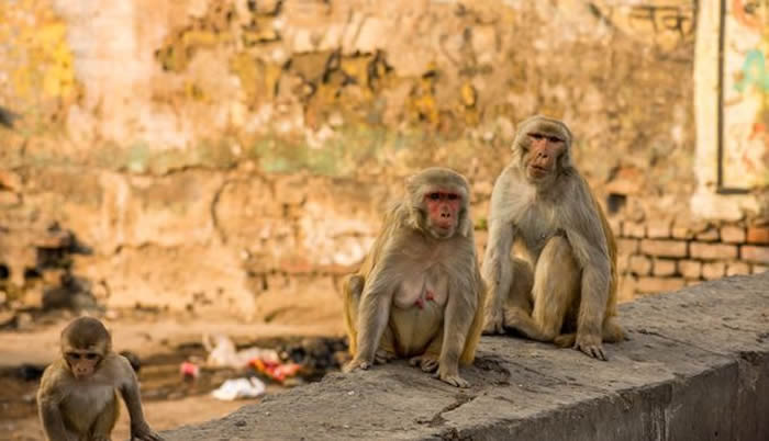 印度北方邦5岁女童遭猴群袭击 皮肤被扯掉活活咬死