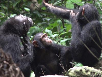 新研究首次发现黑猩猩会用昆虫为自己甚至同伴治疗伤口 具有类似人类的同理心
