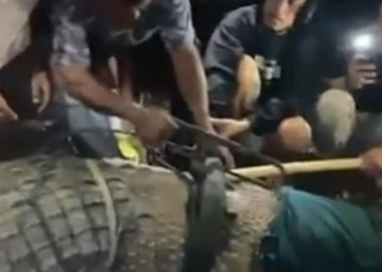 印尼4米长鳄鱼颈缠轮胎6年 热心男子助脱困