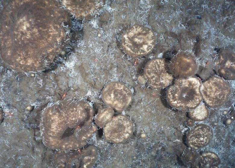 首次证实北极深海海绵靠进食古生物化石生存