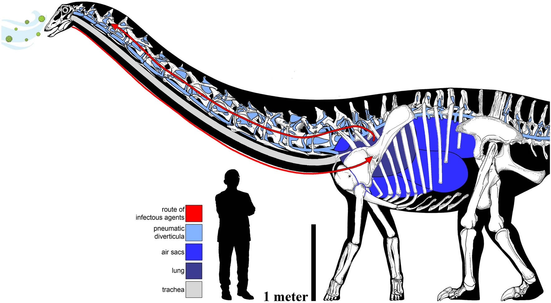 梁龙Dolly颈骨化石现增生 首证恐龙曾患呼吸道感染