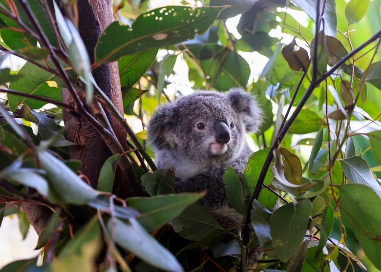 澳洲3地树熊的保护状态从“易危”正式升级为“濒危”