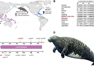 冰河时代“巨人”斯特拉海牛的基因组解码