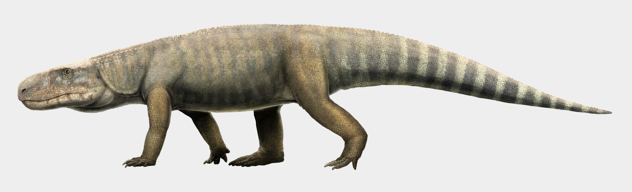 鳄鱼进化缺失环节：坦桑尼亚发现的三叠纪古龙化石确认为独立物种Mambawakale ruhuhu
