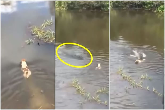 不知情的花狗在水中悠游，结果惨遭鳄鱼攻击身亡。