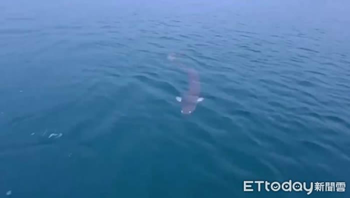 台湾日月潭惊传有人目击2.5米长巨大“水怪” 专家推测可能是鳗鱼