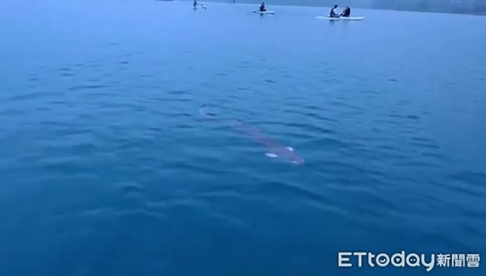 台湾日月潭惊传有人目击2.5米长巨大“水怪” 专家推测可能是鳗鱼