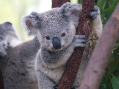 考拉在澳大利亚东部部分地区被列为濒危物种