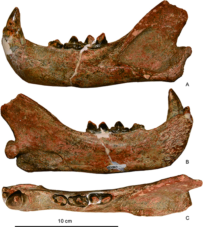 金远洞发现的金普冈巴左格豹下颌骨