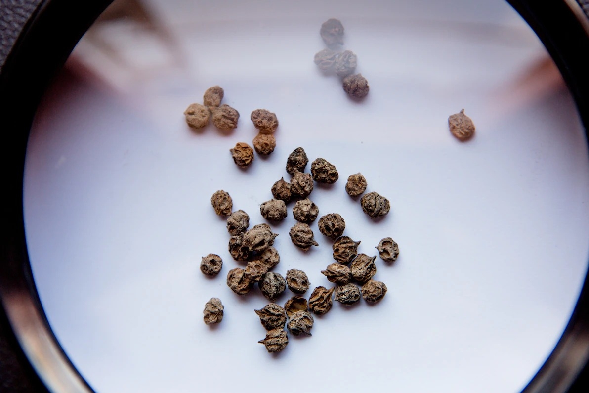 考古学家在奎卡潘帕找到数千颗状似莓果的秘鲁胡椒木果实，瓦里人用它们制作奇恰酒，一种发酵的酒精饮料。 PHOTOGRAPH COURTESY OF LISA MI
