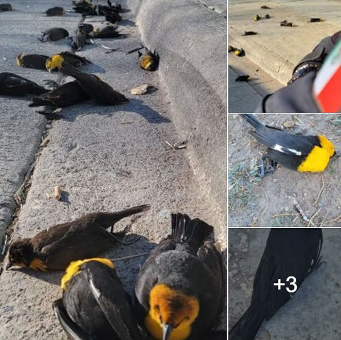 墨西哥奇瓦瓦街头数百只黄头黑鹂神秘从天而降 数十只死亡