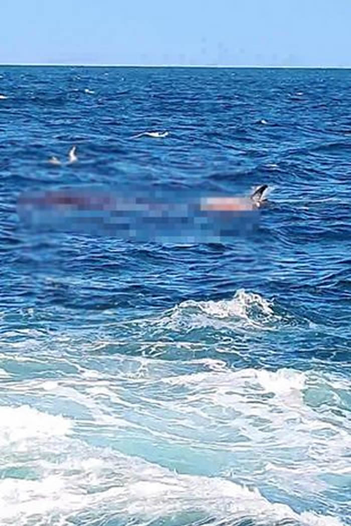 鲨鱼闯澳洲悉尼沙滩咬死人 近60年来首次