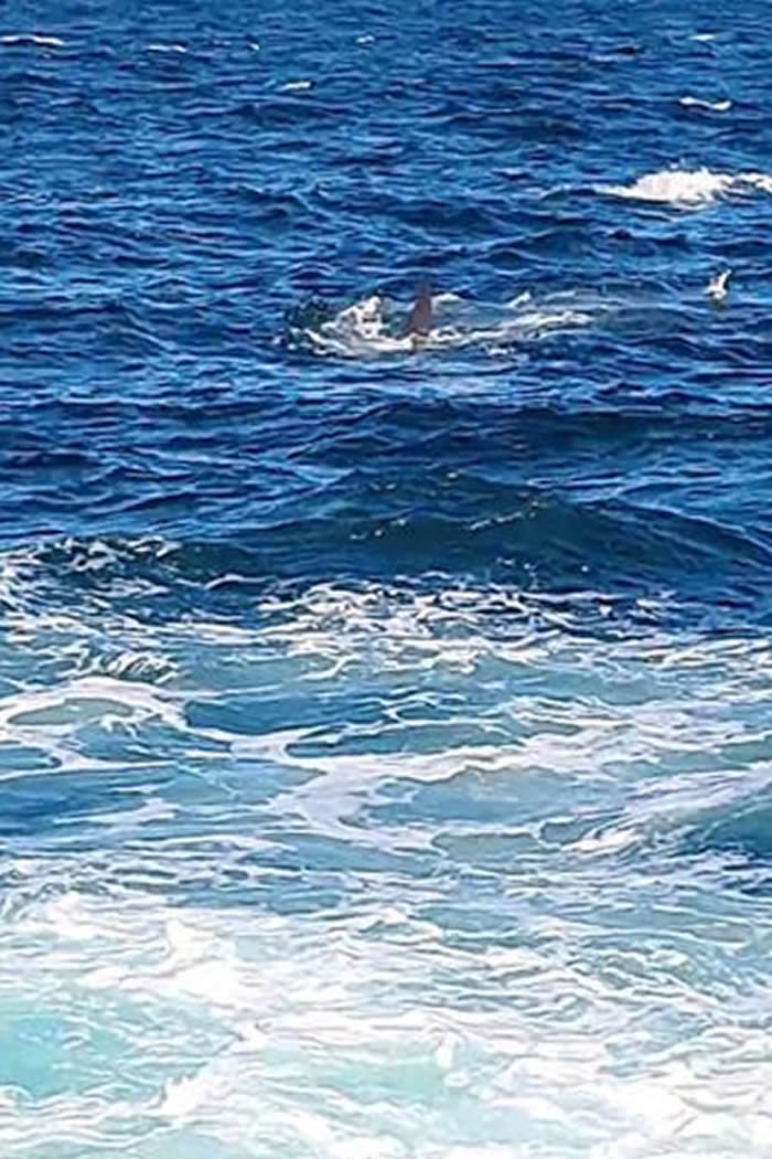 鲨鱼闯澳洲悉尼沙滩咬死人 近60年来首次