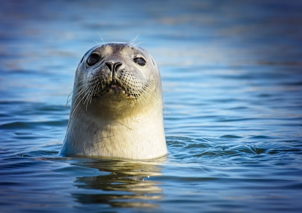 海豹帮助拯救掉入加利福尼亚州沿岸圣巴巴拉海峡水中的美国船夫