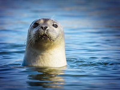 海豹帮助拯救掉入加利福尼亚州沿岸圣巴巴拉海峡水中的美国船夫