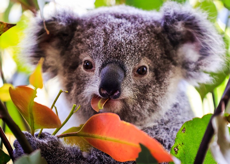 澳洲葛里菲斯大学将透收集树熊粪便 助分析其活动习性