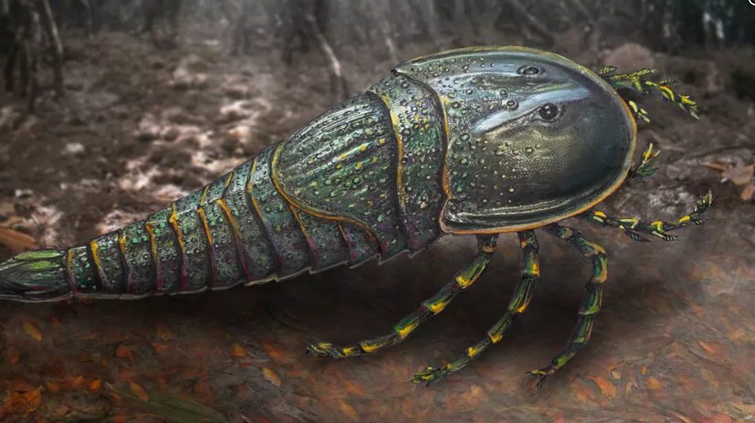 破解化石“悬案”：澳大利亚昆士兰发现“巨大怪物”海蝎子新物种
