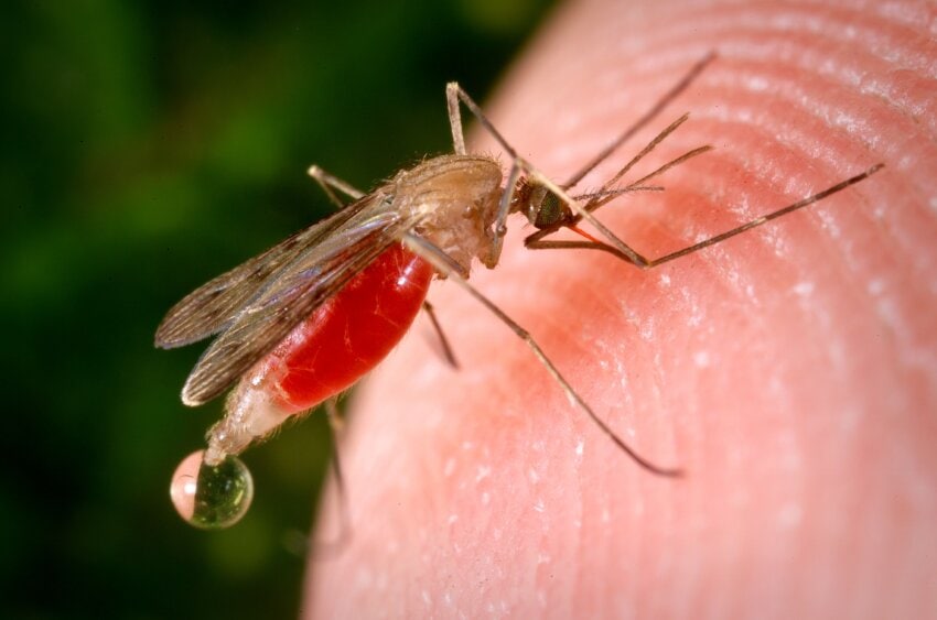 《科学报告》：研究发现雌性蚊子能在单次杀虫剂暴露后学会避开