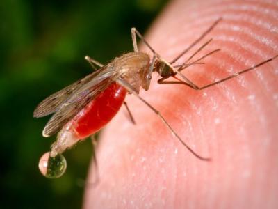 《科学报告》：研究发现雌性蚊子能在单次杀虫剂暴露后学会避开