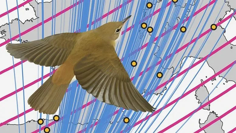 跨洲鸣禽芦苇莺会利用地球磁场的轻微变化作为“停止信号” 提示何时到达目的地