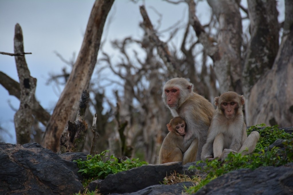 对波多黎各玛莉亚飓风幸存的猕猴研究发现：极端天气事件可能会加速人类老化