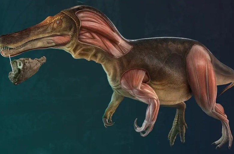 葡萄牙古生物学家发现新种恐龙Iberospinus natarioi 身长10米吃鱼维生