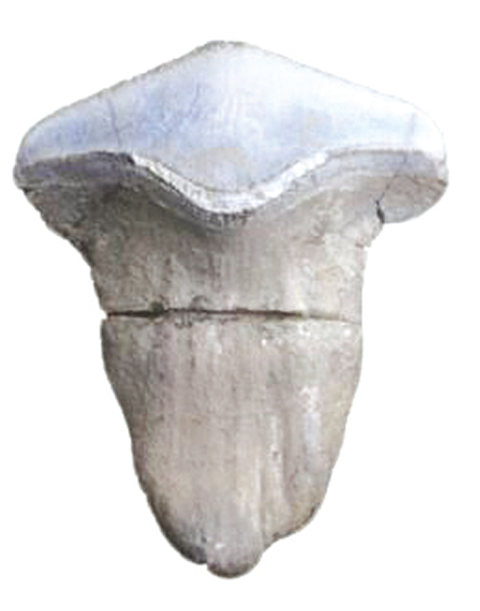 瓣齿鲨牙齿化石