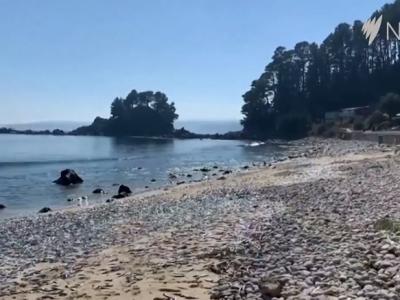 数千条死鱼被冲上智利海滩