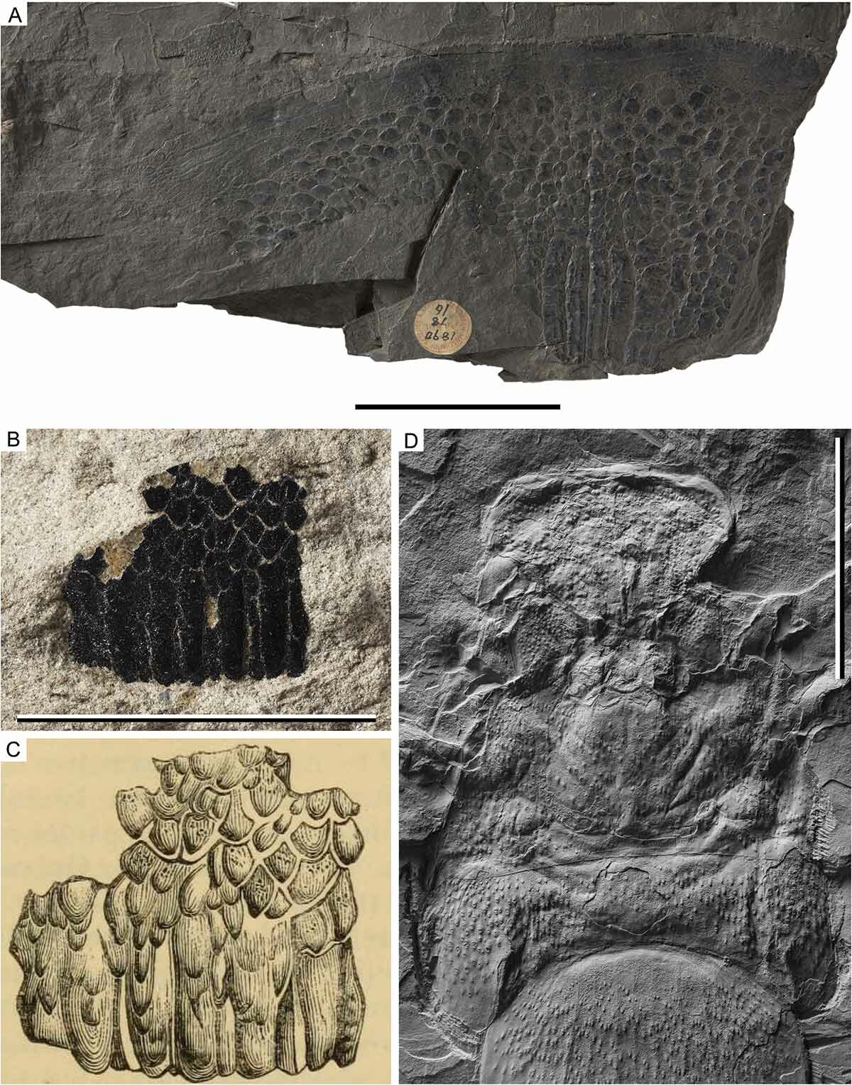 澳大利亚发现生活在2.52亿年前1米长的海蝎化石Woodwardopterus freemanorum