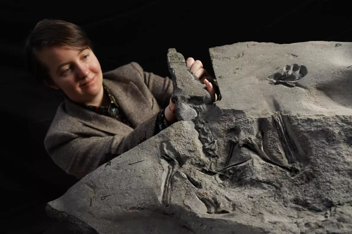 苏格兰的斯凯岛新发现1.7亿年前的飞行爬行动物翼龙化石