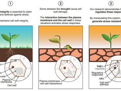 新研究揭示植物需要什么来抵御干旱