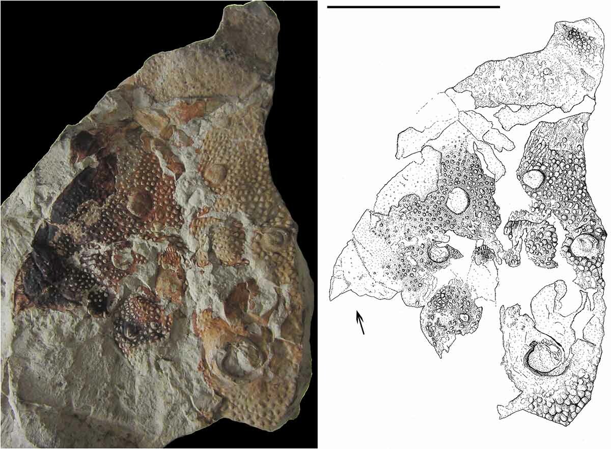 澳大利亚昆士兰发现2.52亿年前新物种海蝎子化石
