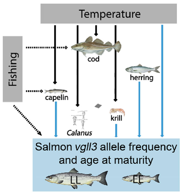 人类捕鱼活动会对大西洋鲑鱼的成熟产生演化后果