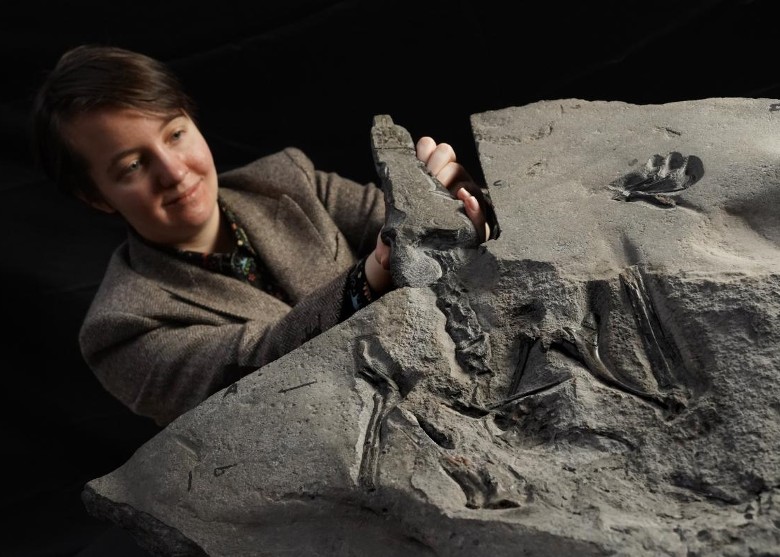英国苏格兰斯凯岛海岸发现侏罗纪时期体形最大翼龙化石