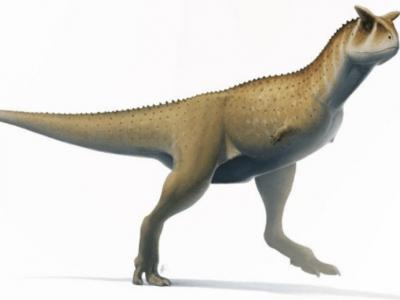 阿根廷萨尔塔省发现白垩纪恐龙头骨化石Guemesia ochoai 属于小臂“阿贝力龙”的分支