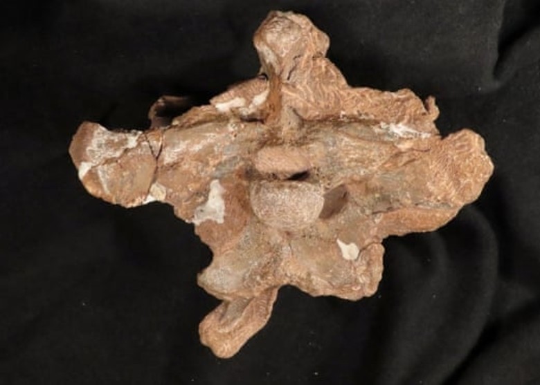 阿根廷萨尔塔省发现白垩纪恐龙头骨化石Guemesia ochoai 属于小臂“阿贝力龙”的分支