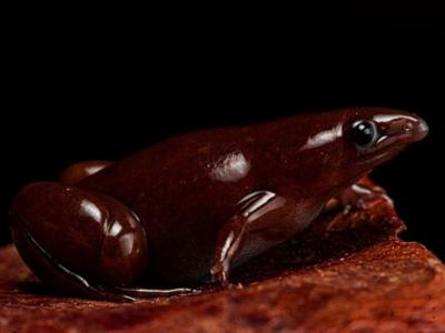 秘鲁亚马逊热带雨林发现新品种青蛙Synapturanus danta 酷似《哈利波特》中的巧克力蛙