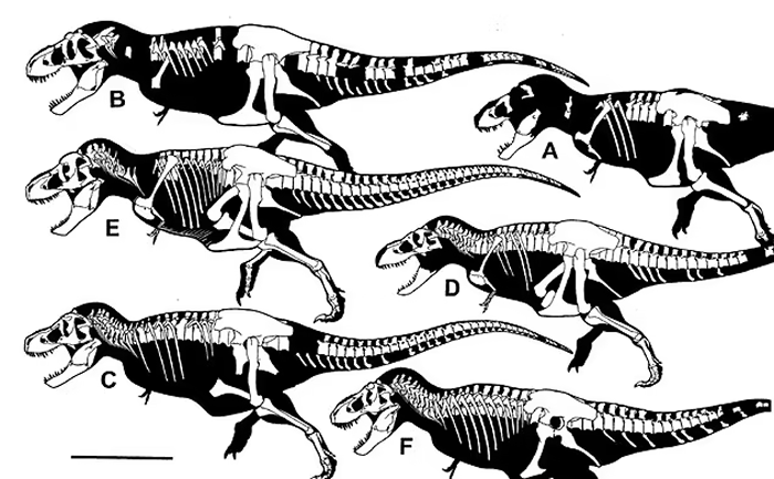霸王龙实际上可能是三个独立的物种：包括T.imperator和T.regina