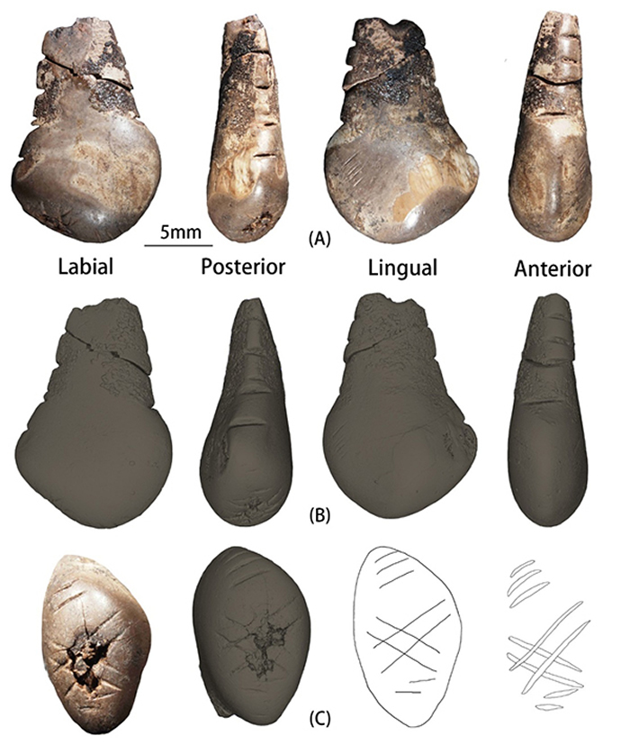 （A）鹿牙装饰品；（B）鹿牙装饰品micro-CT 3D模型重建；（A）（B）从左到右分别为为鹿牙装饰品的颊面、后侧面、舌面和前侧面；（C）鹿牙装饰品的嚼面；从