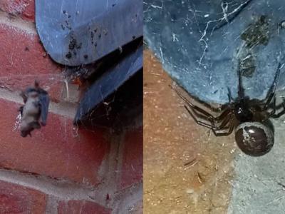 在英国的“假寡妇”蜘蛛捕捉并吃掉一只蝙蝠
